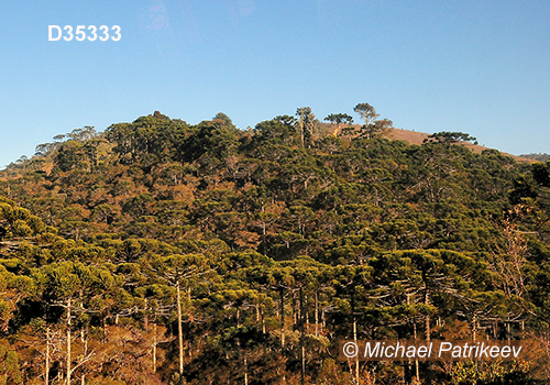 Campos do Jordao State Park, Sao Paulo, Brazil